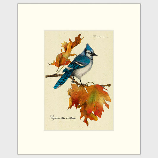 Art prints for sale-Traditional rendering of a bluejay on a branch with autumn leaves