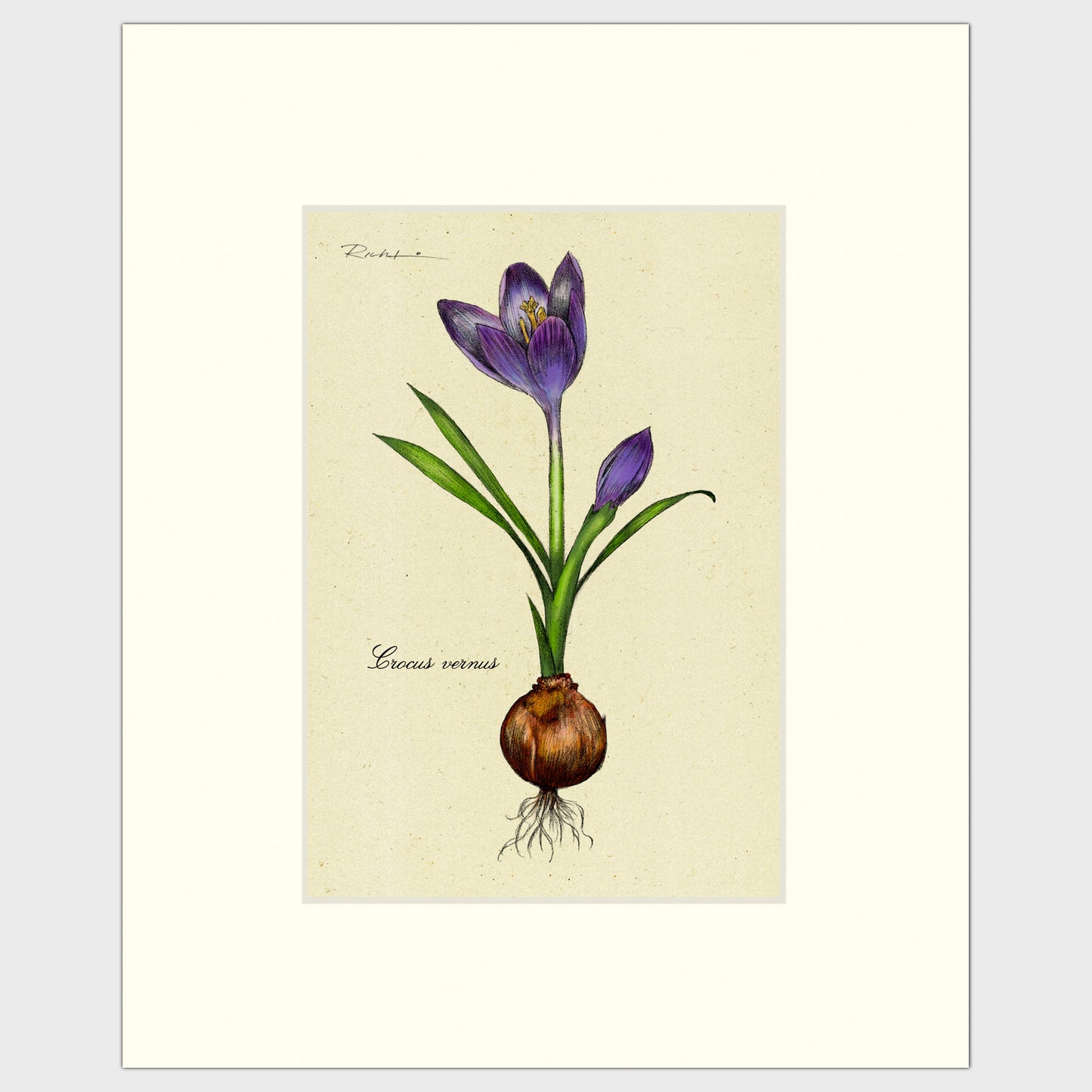 Crocus Bulb