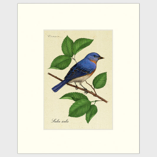 Art prints for sale-Traditional rendering of an eastern bluebird perched on a branch of a mulberry tree