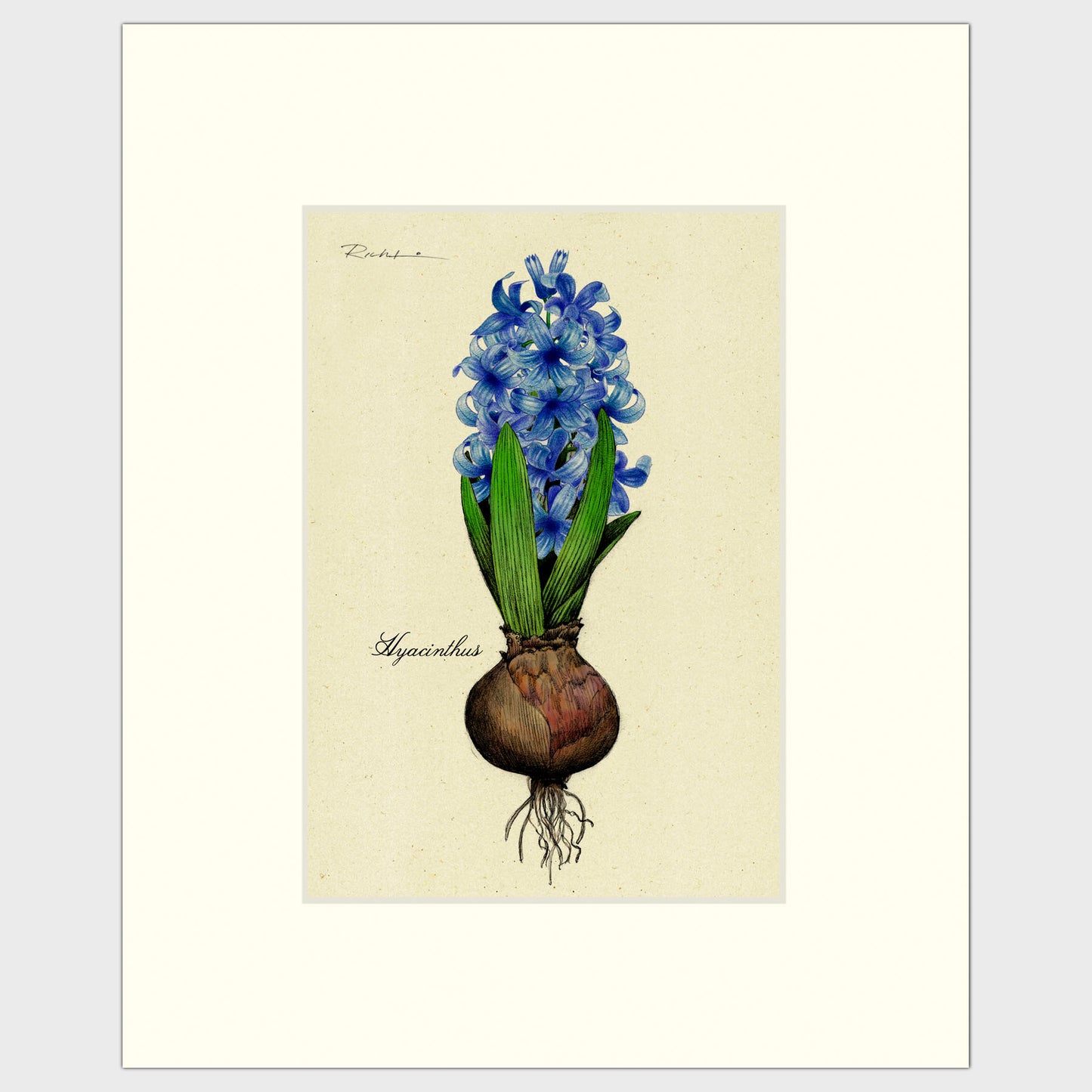 Hyacinth Bulb