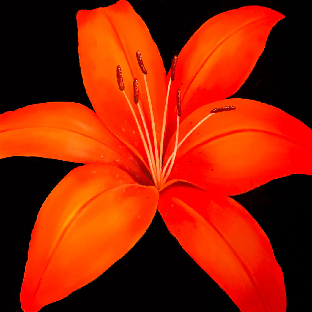 Orange Lily