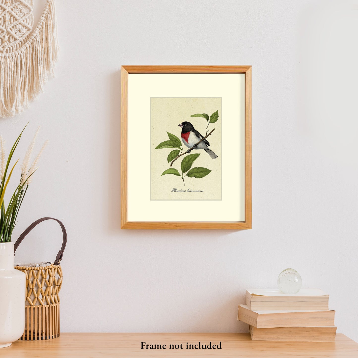 Rose-breasted Grosbeak