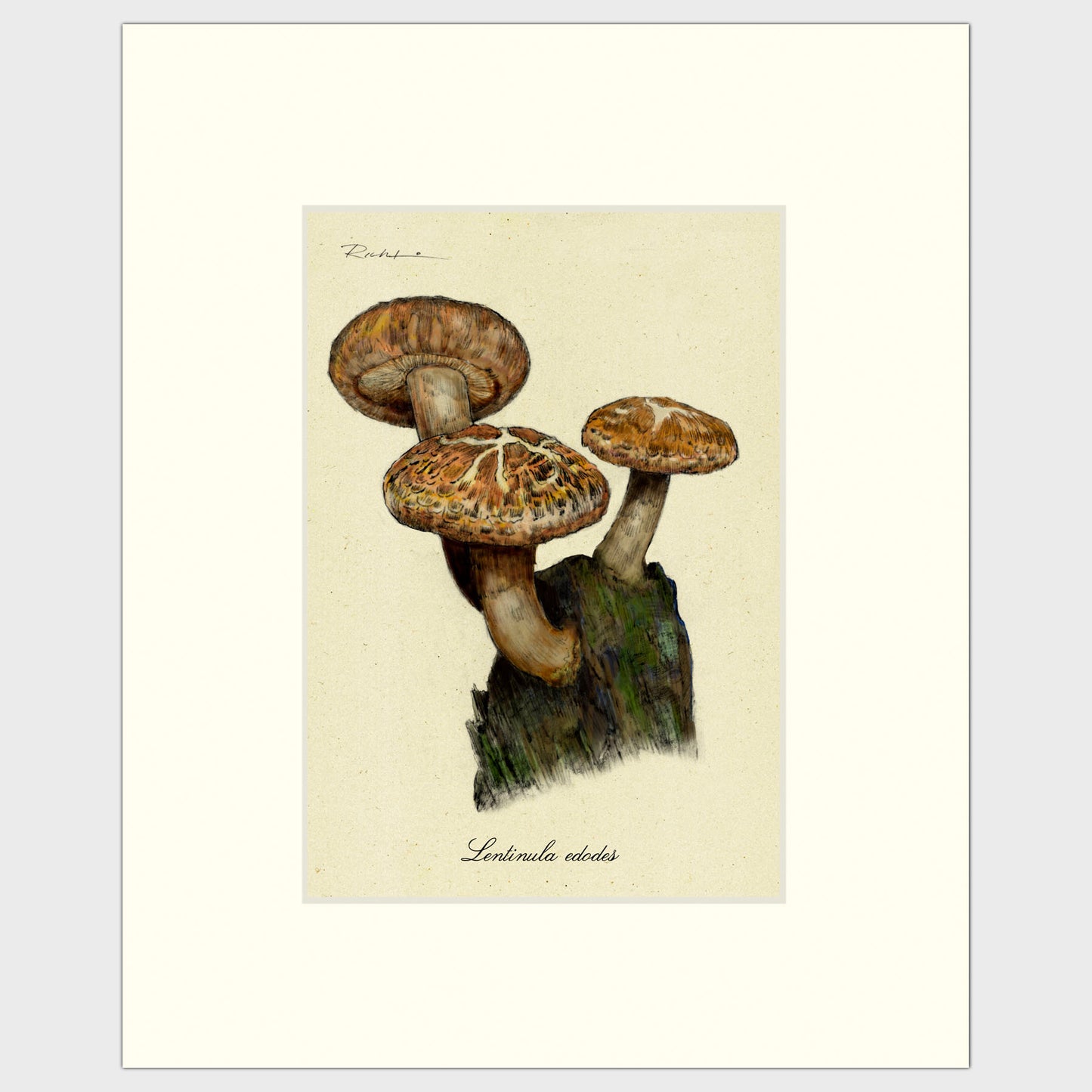 Shiitake Mushrooms